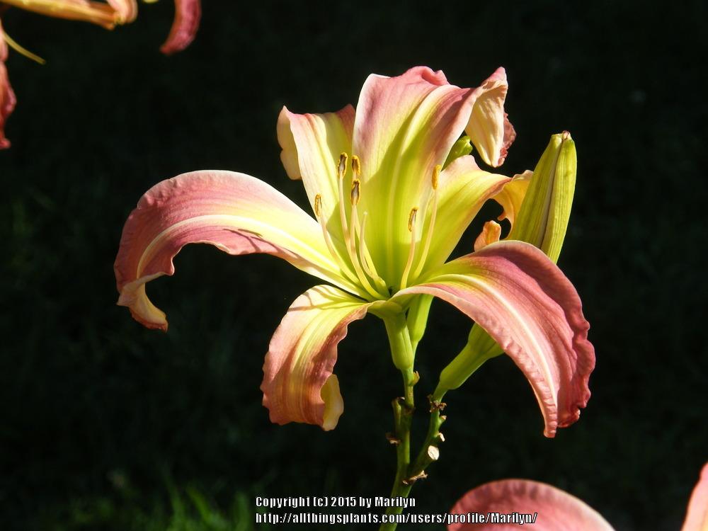 Photo of Daylilies (Hemerocallis) uploaded by Marilyn