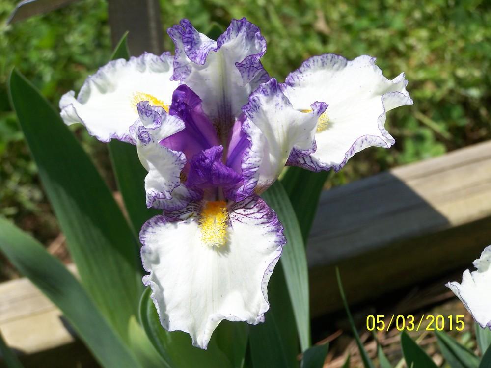 Photo of Standard Dwarf Bearded Iris (Iris 'Dollop') uploaded by Misawa77