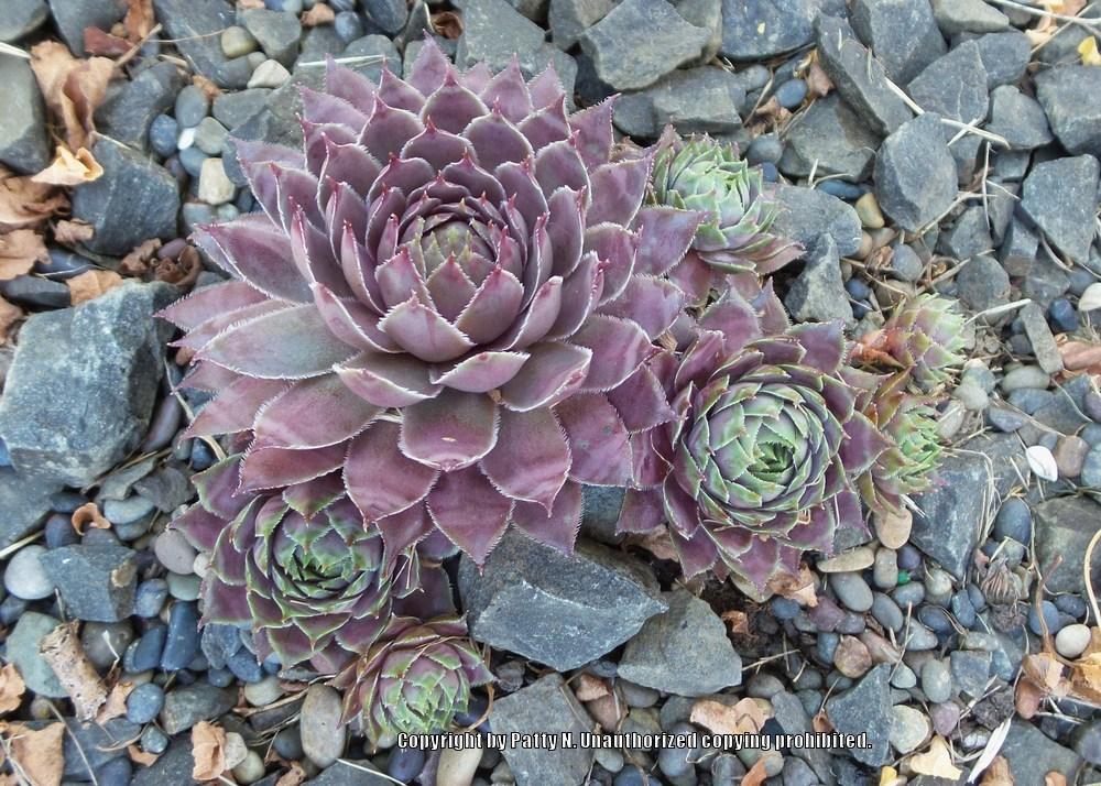 Photo of Hen and Chicks (Sempervivum 'Virgil') uploaded by Patty