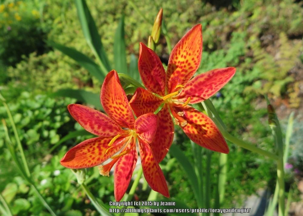Photo of Species Iris (Iris domestica) uploaded by foraygardengirl