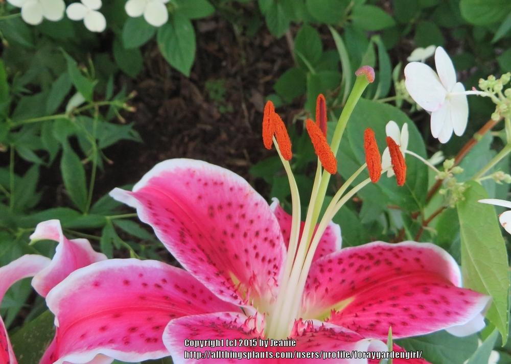 Photo of Oriental Lily (Lilium 'Star Gazer') uploaded by foraygardengirl