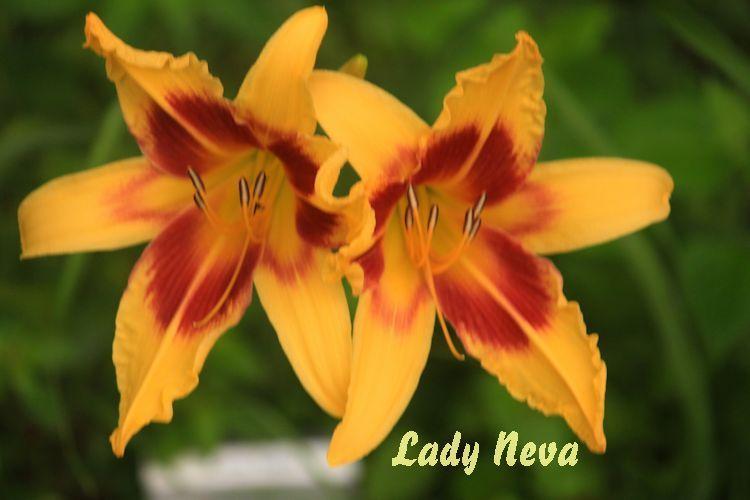 Photo of Daylily (Hemerocallis 'Lady Neva') uploaded by tommy71
