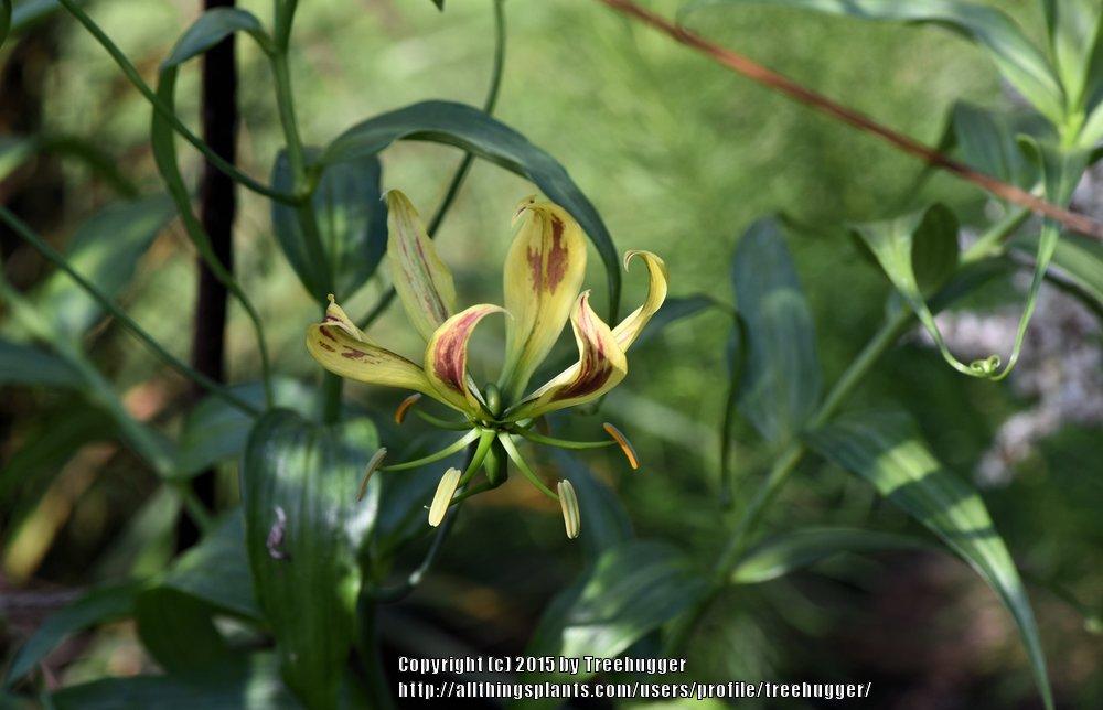 Photo of Gloriosa Lily (Gloriosa superba) uploaded by treehugger