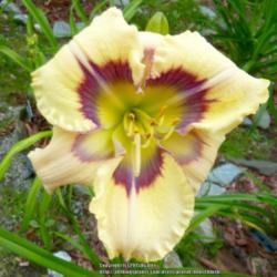Location: My Garden- Vermont
Date: 2015-07-23
'Lighter Than Air'  X  'Four Eyes'  Pale Yellow with a gorgeous e