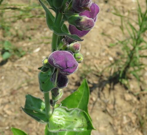 Photo of Purple Ozark Beardtongue (Penstemon cobaea var. purpureus) uploaded by Chillybean