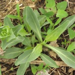 Location: Yard, near Central Iowa
Date: 2015-05-10
Focus on leaves before it flowered.