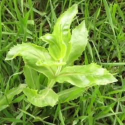 Location: Yard, near Central Iowa
Date: 2015-07-23
Leaves of plant growing in a part-shade area.
