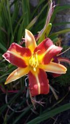 Thumb of 2015-07-23/DogsNDaylilies/a61b7c