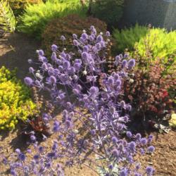 Location: Hamilton Square Perennial Garden, Historic City Cemetery, Sacramento CA.
Date: 2015-06-01
Zone 9b. This is the height of the gradual blue coloration of eve