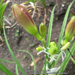 Daylily Hybridizing Tips