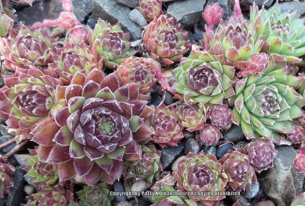 Photo of Hen and Chicks (Sempervivum 'Ambergreen') uploaded by Patty