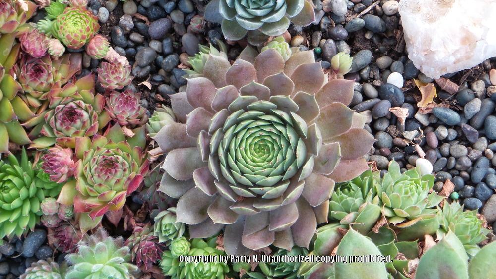 Photo of Hen and Chicks (Sempervivum 'Grunrand') uploaded by Patty