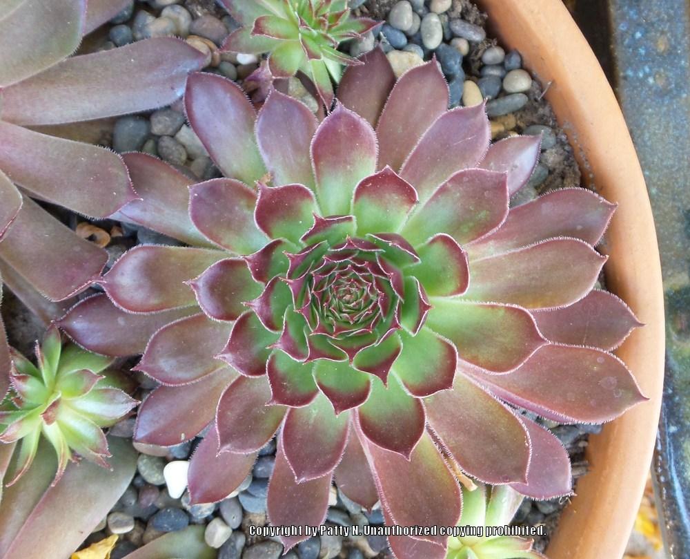Photo of Hen and Chicks (Sempervivum 'Lord Morton') uploaded by Patty