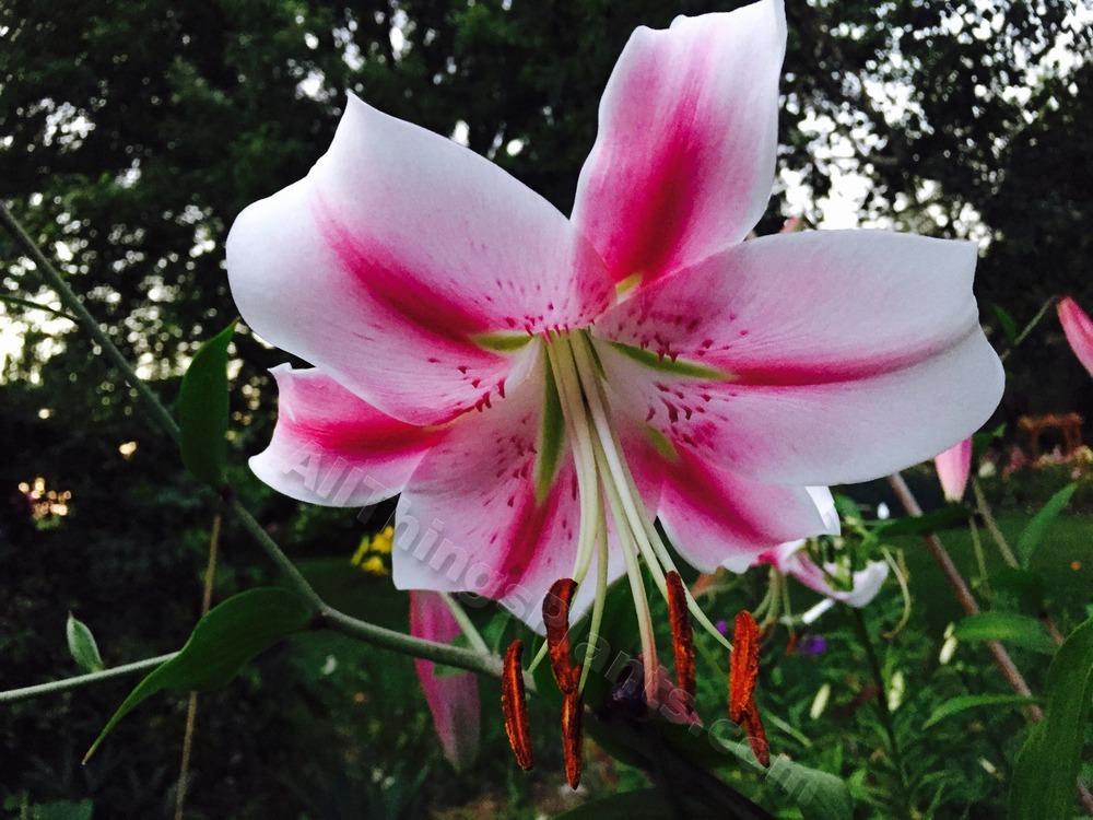 Photo of Lily (Lilium 'Anastasia') uploaded by magnolialover