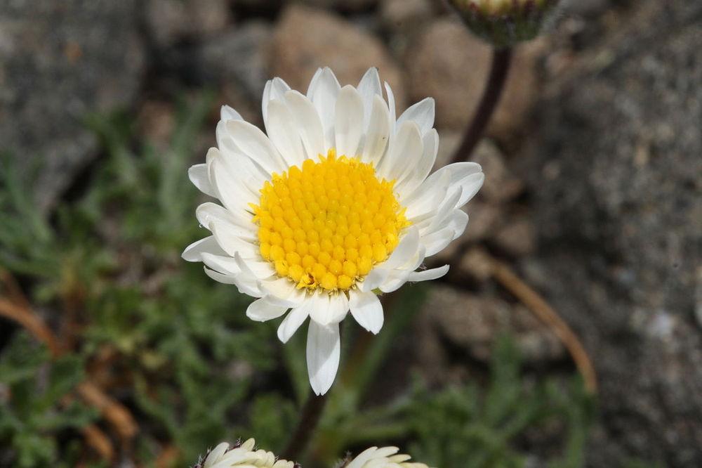 Photo of Cutleaf Daisy (Erigeron compositus) uploaded by robertduval14