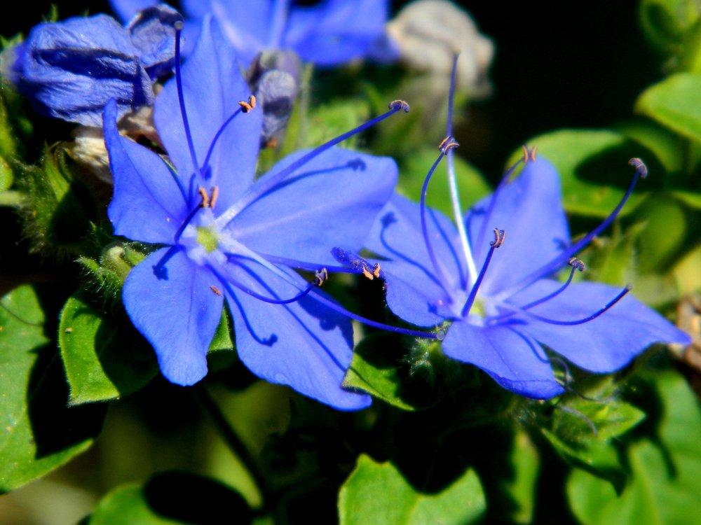 Photo of Blue Water Leaf (Hydrolea ovata) uploaded by wildflowers