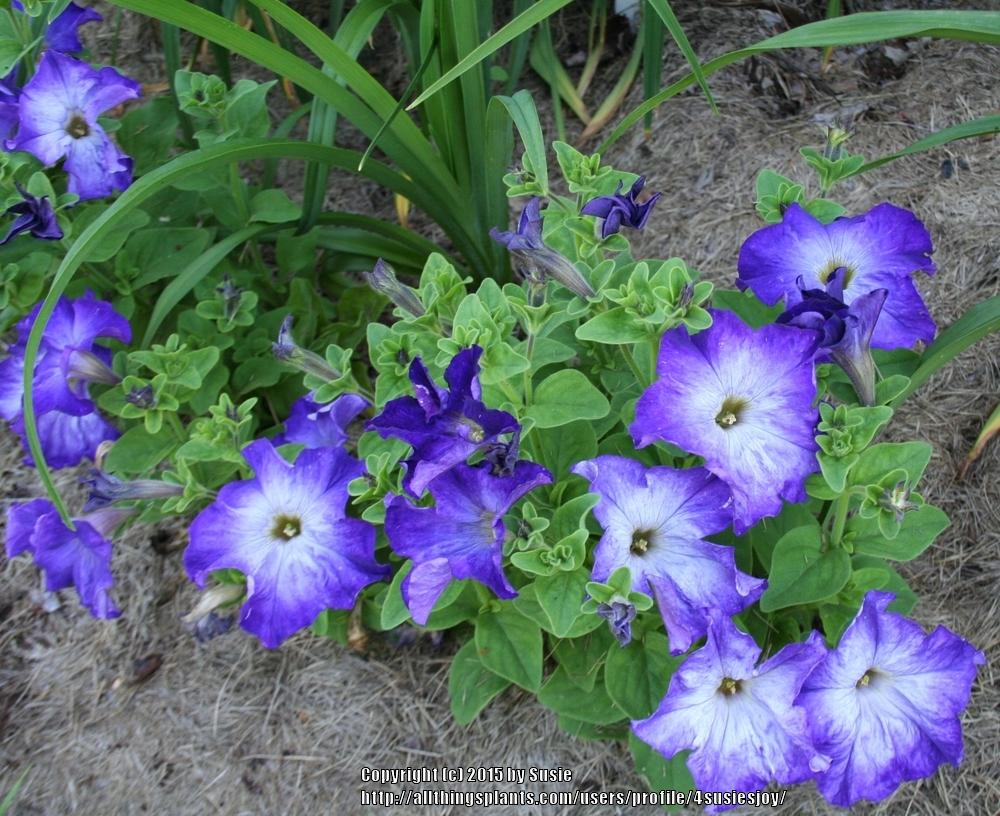 Photo of Petunia 'Merlin Blue Morn' uploaded by 4susiesjoy