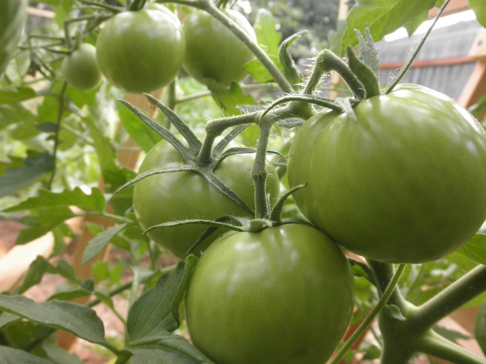 Photo of Tomato (Solanum lycopersicum 'Cherokee Purple') uploaded by Aleaia