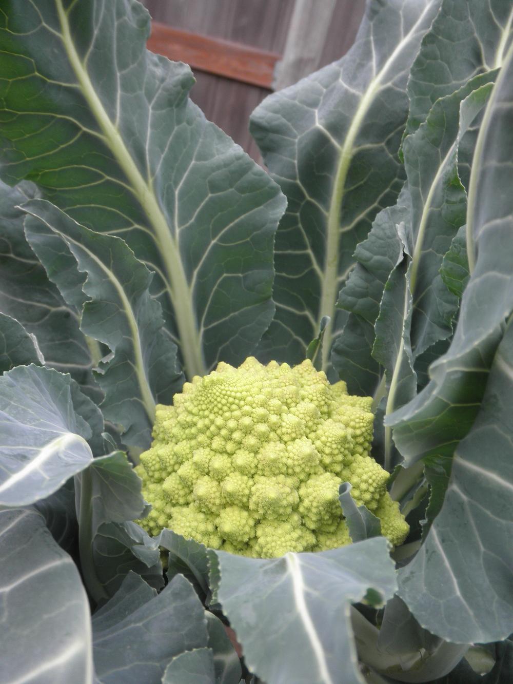 Photo of Cauliflower (Brassica oleracea var. botrytis 'Romanesco') uploaded by Aleaia
