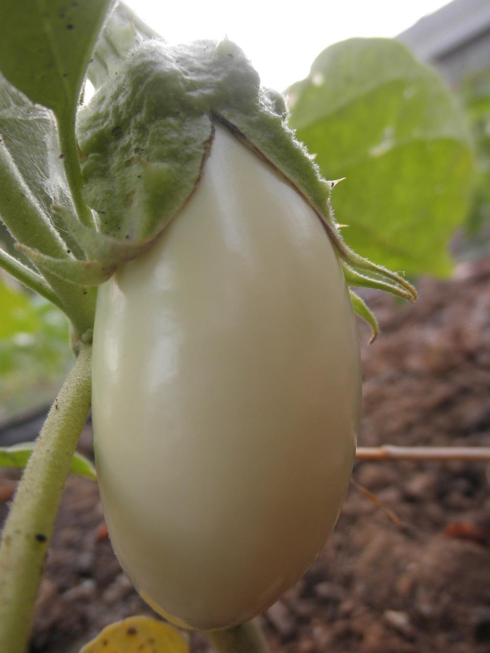 Photo of Eggplant (Solanum melongena 'Casper') uploaded by Aleaia