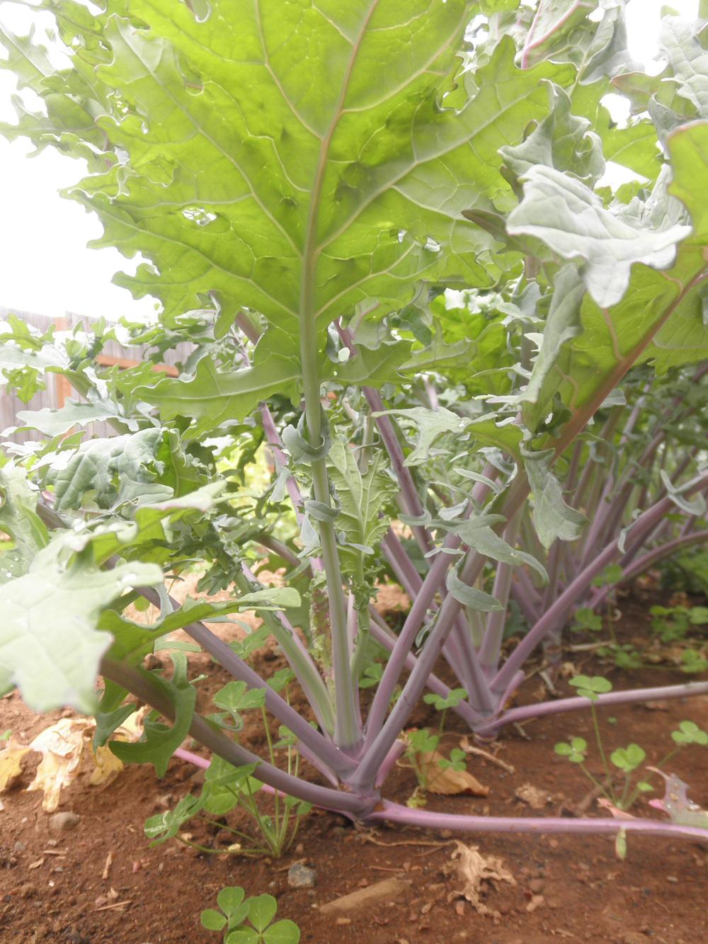Photo of Siberian Kale (Brassica napus 'Red Russian') uploaded by Aleaia