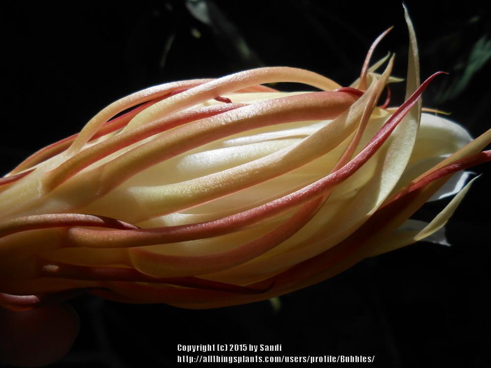 Photo of Queen of the Night (Epiphyllum oxypetalum) uploaded by Bubbles