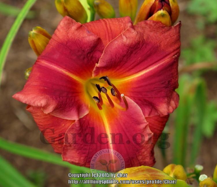 Photo of Daylily (Hemerocallis 'Little Red Warbler') uploaded by Char