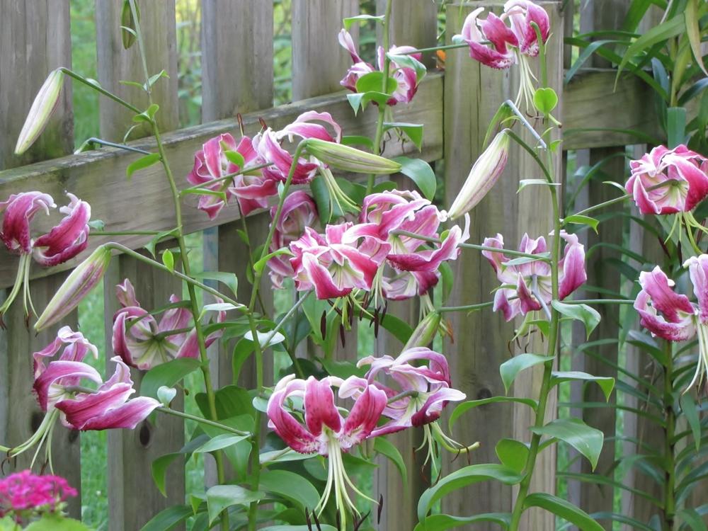 Photo of Lily (Lilium 'Black Beauty') uploaded by Claudia