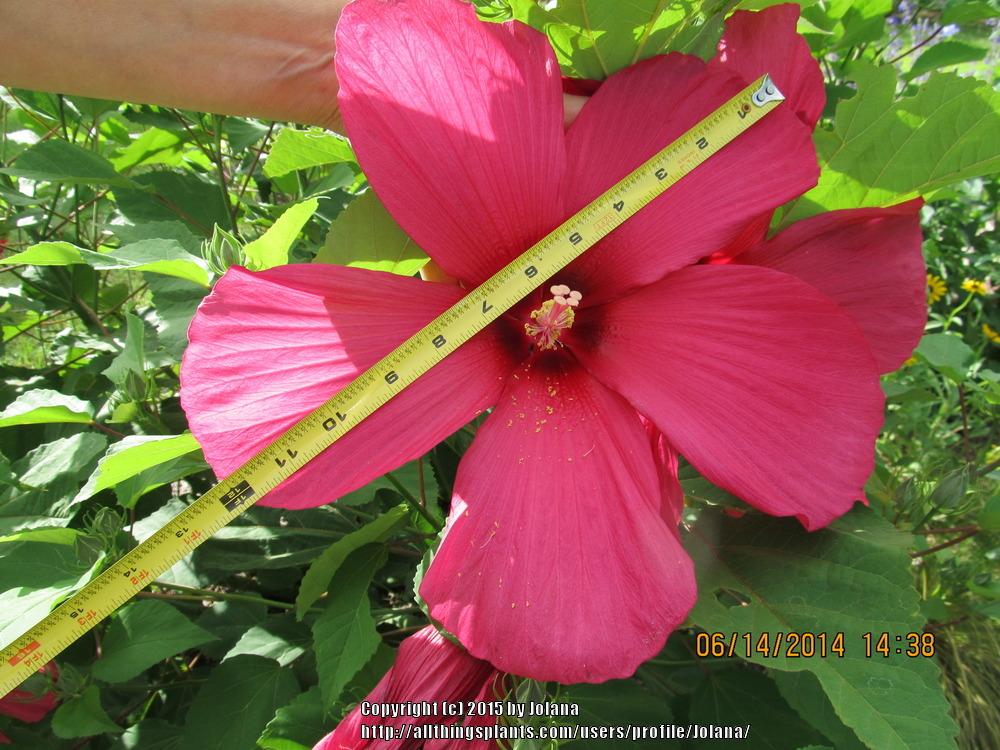 Photo of Hardy Hibiscus (Hibiscus 'Moy Grande') uploaded by Jolana