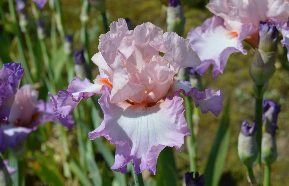Photo of Tall Bearded Iris (Iris 'Blowing Kisses') uploaded by KentPfeiffer