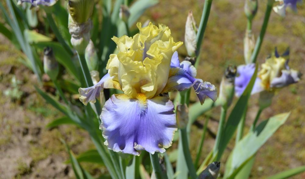 Photo of Tall Bearded Iris (Iris 'Bollywood') uploaded by KentPfeiffer