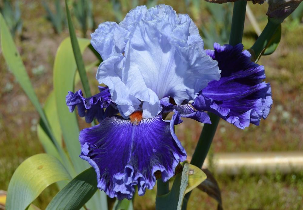 Photo of Tall Bearded Iris (Iris 'Big Spender') uploaded by KentPfeiffer