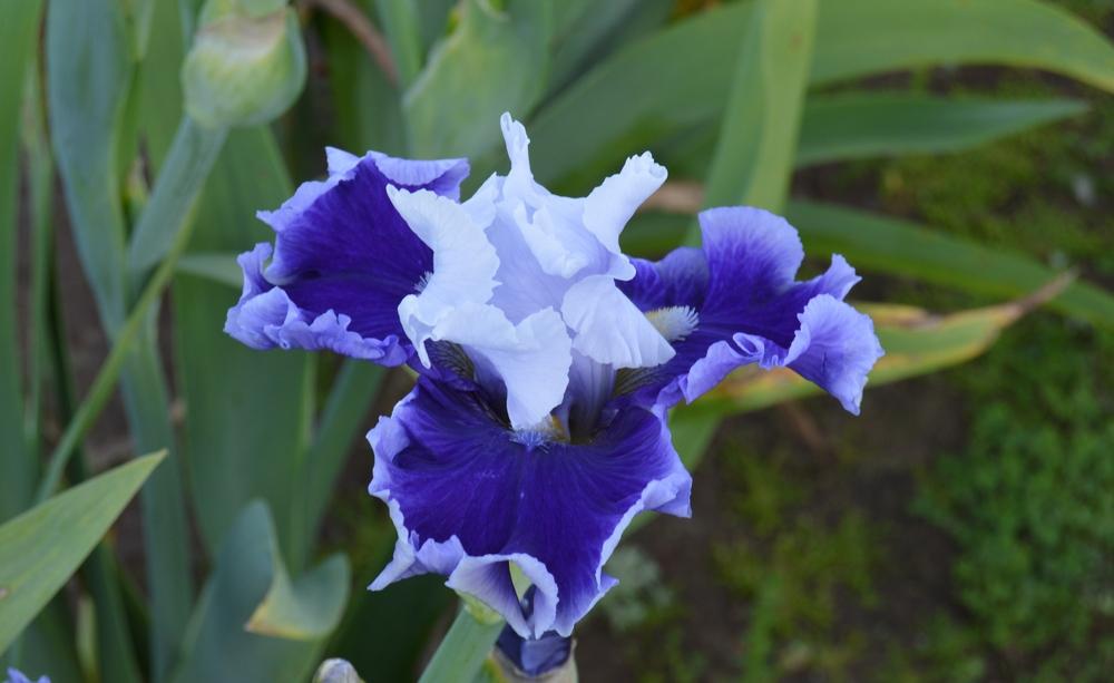 Photo of Tall Bearded Iris (Iris 'Billowing Waves') uploaded by KentPfeiffer