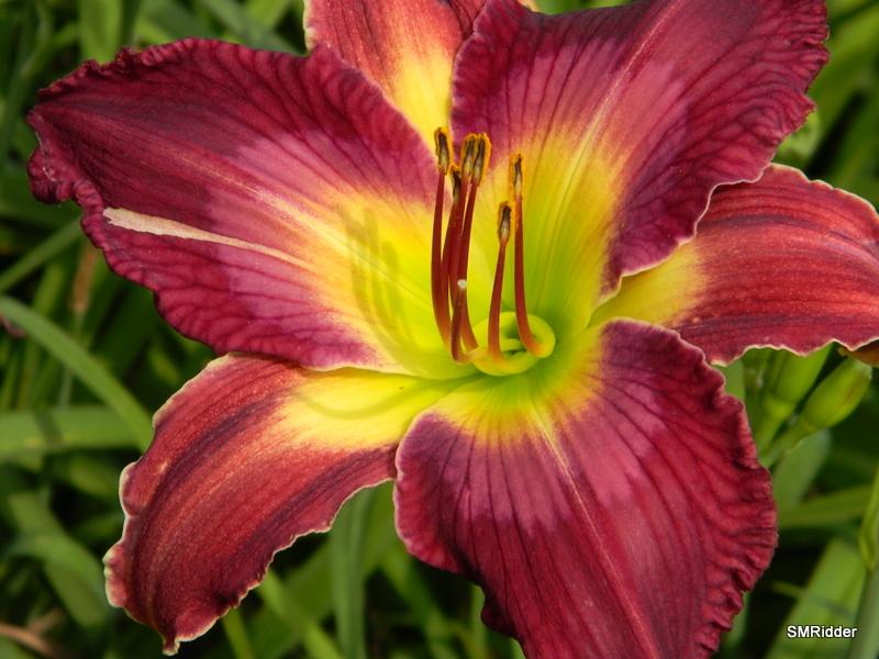 Photo of Daylily (Hemerocallis 'Help from Your Friends') uploaded by LilySue
