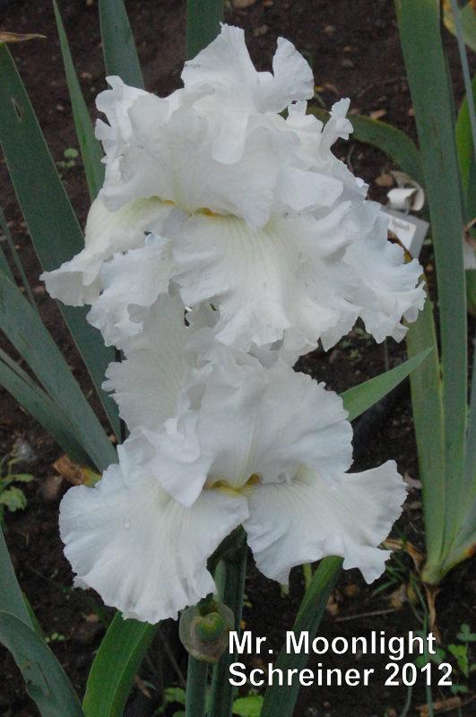 Photo of Tall Bearded Iris (Iris 'Mr. Moonlight') uploaded by coboro