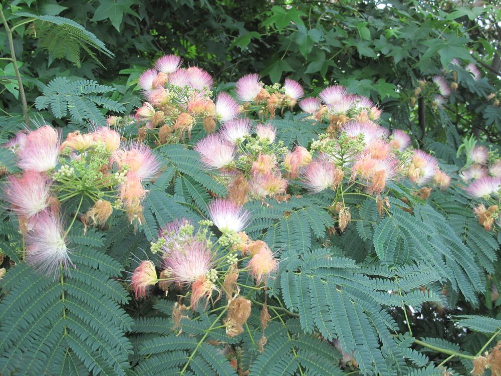 Photo of Mimosa Tree (Albizia julibrissin) uploaded by rocklady