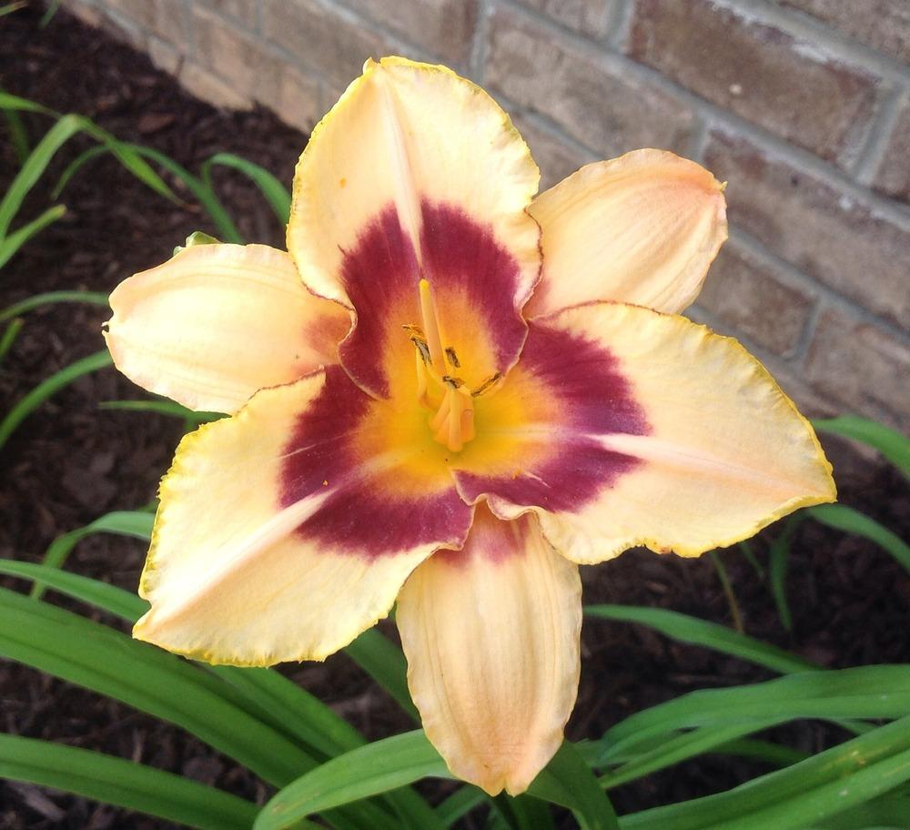 Photo of Daylily (Hemerocallis 'Modern Design') uploaded by scflowers