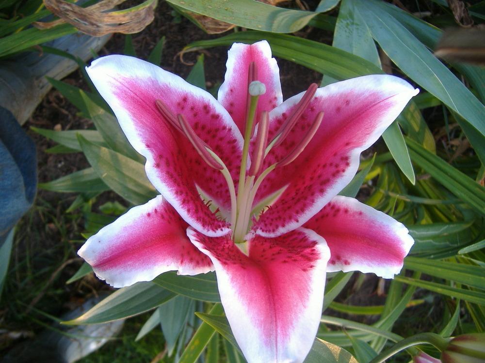 Photo of Oriental Lily (Lilium 'Star Gazer') uploaded by tveguy3