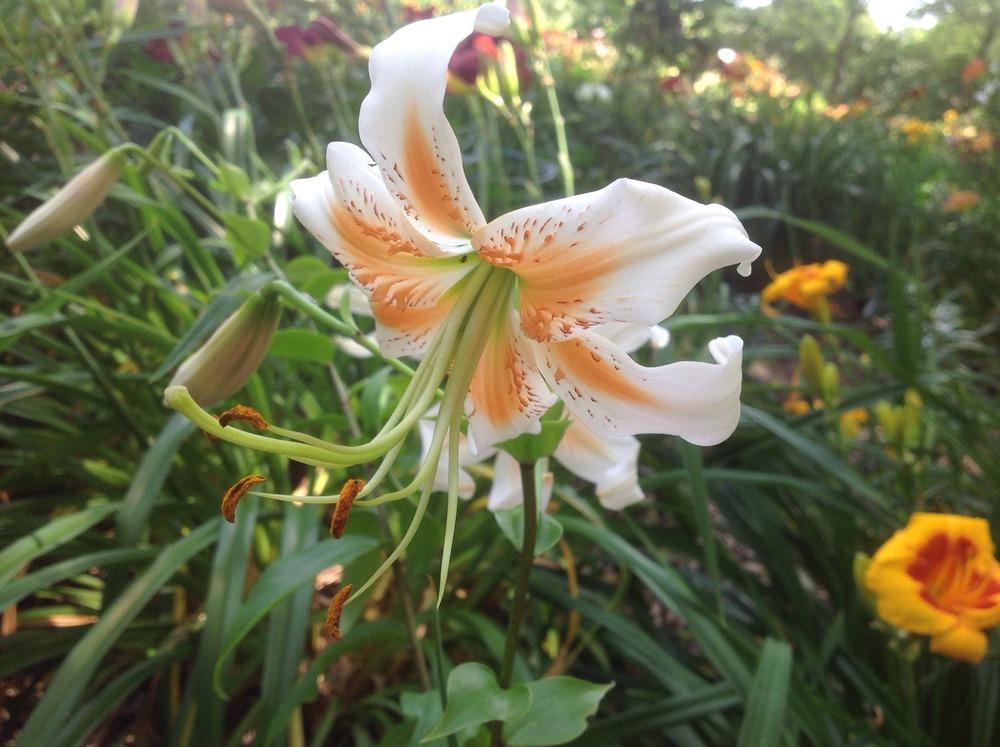 Photo of Lily (Lilium 'Lady Alice') uploaded by Cookies4kids