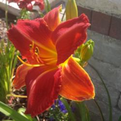 Location: SE Michigan
Date: July 2015
Tom Wise has orange-ier tepals than petals. It's beautiful when t