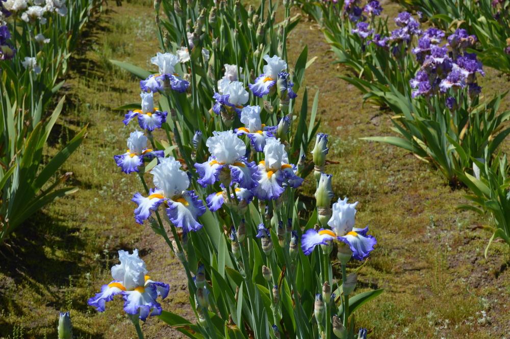 Photo of Tall Bearded Iris (Iris 'Brilliant Idea') uploaded by KentPfeiffer