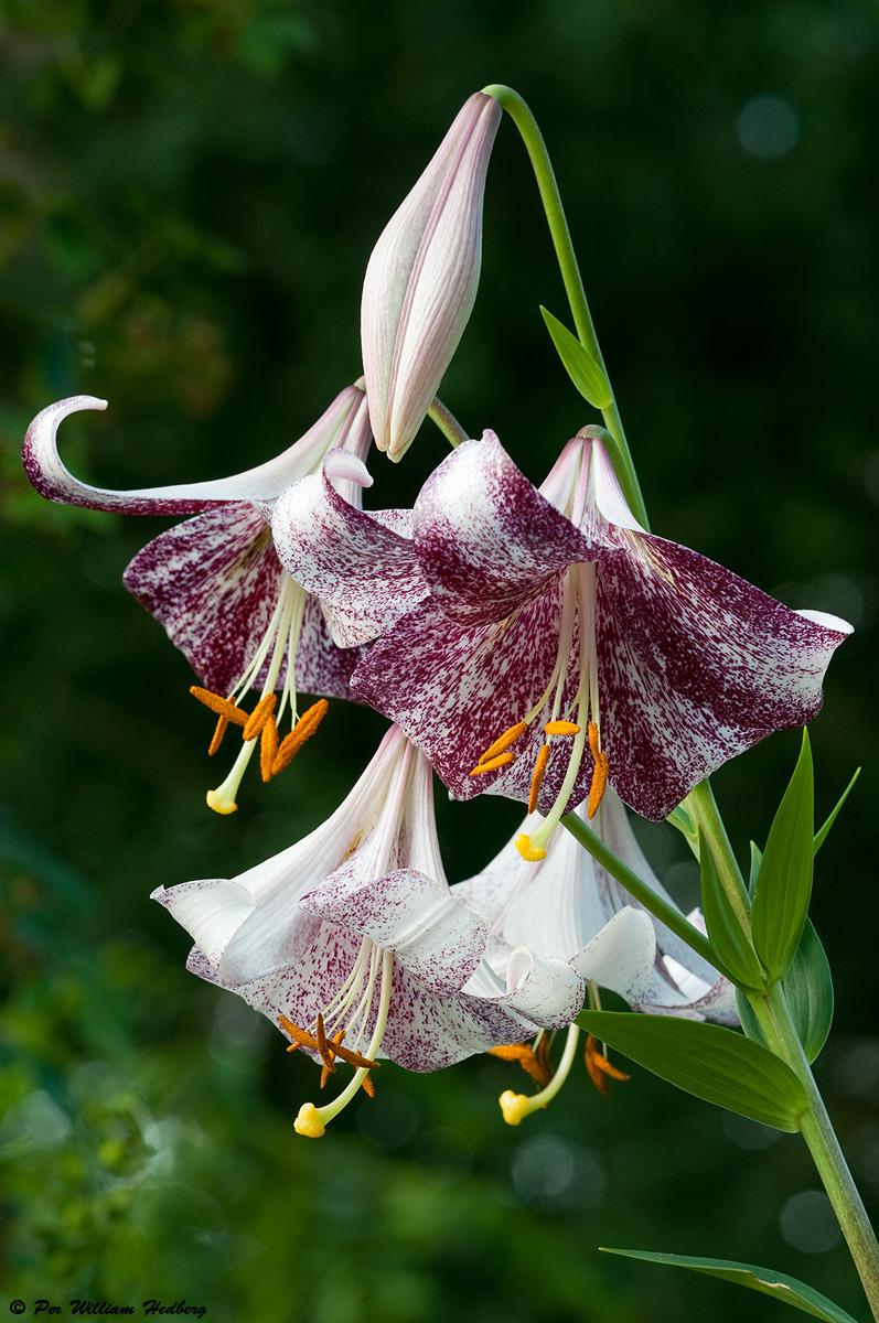 Photo of Lily (Lilium 'Lankon') uploaded by William