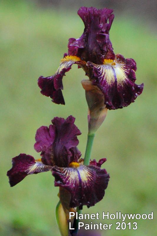 Photo of Tall Bearded Iris (Iris 'Planet Hollywood') uploaded by coboro