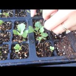 Smart and Frugal Thinning of Seedlings
