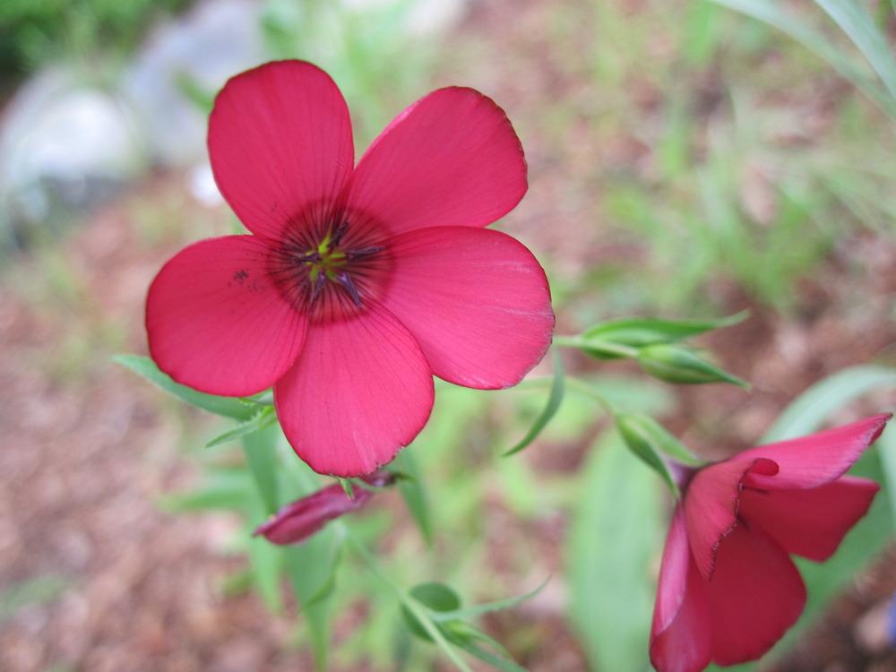 Photo of Scarlet Flax (Linum grandiflorum) uploaded by robertduval14