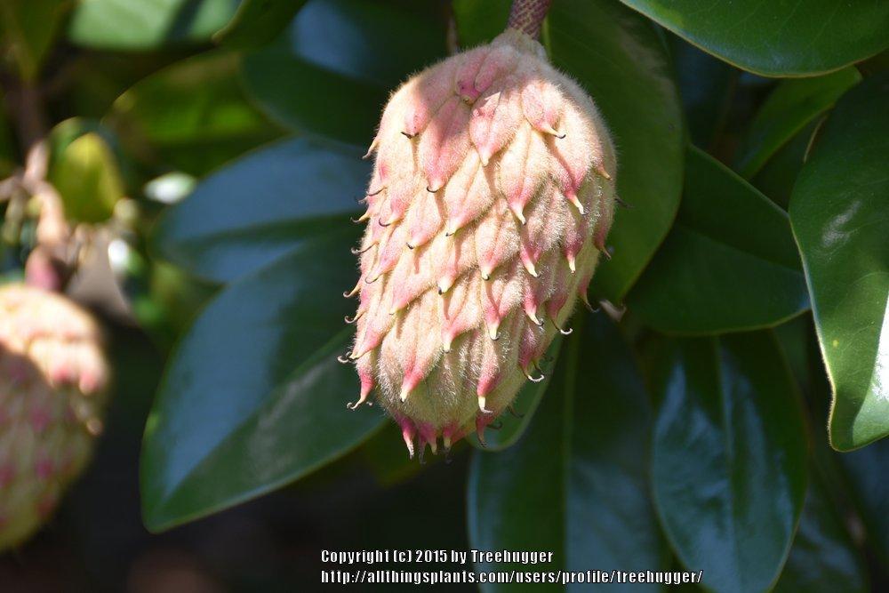 Photo of Southern Magnolia (Magnolia grandiflora) uploaded by treehugger