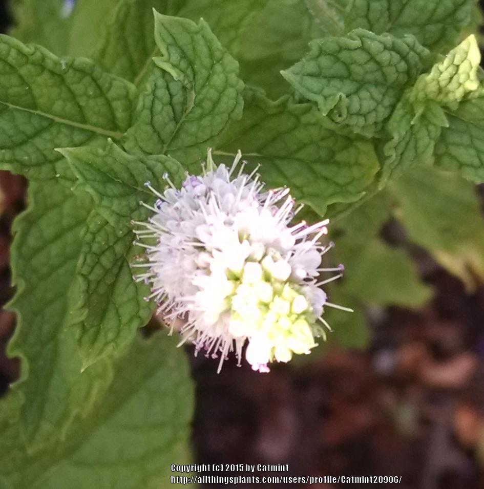 Photo of Spearmint (Mentha spicata) uploaded by Catmint20906