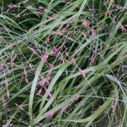 Location: Maryland
Date: 2015-07-26
The delicate pink blossoms on this grass are long-lasting
