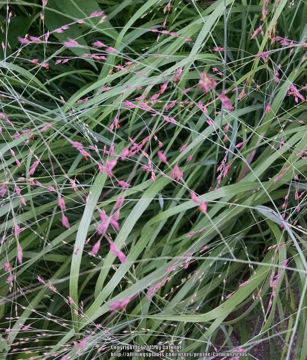 Photo of Switch Grass (Panicum virgatum 'Shenandoah') uploaded by Catmint20906