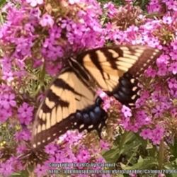 Location: Maryland
Date: July 26, 2015
This Eastern Tiger Swallowtail spent a long time nectaring at 'Je